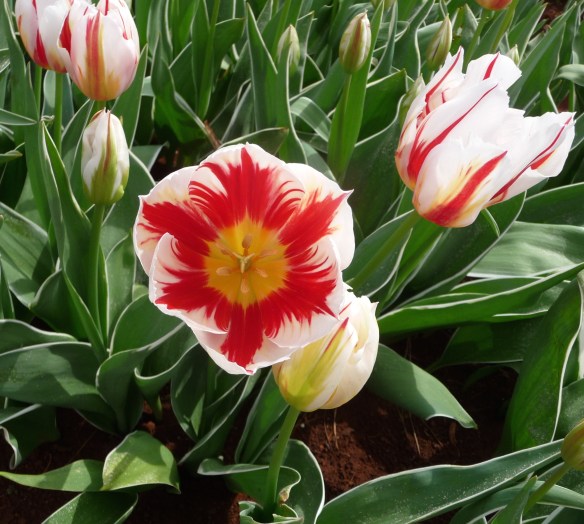 12.single white:red2