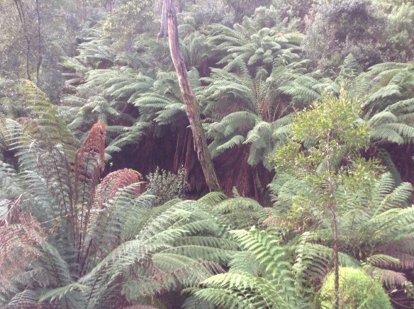 15.ferns