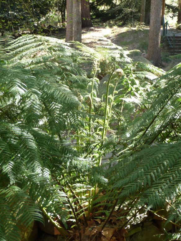 fern1