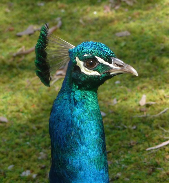 peacock2