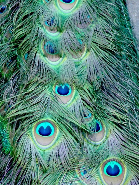 peacock4