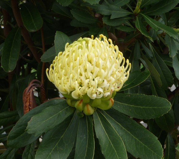 17.yellow waratah