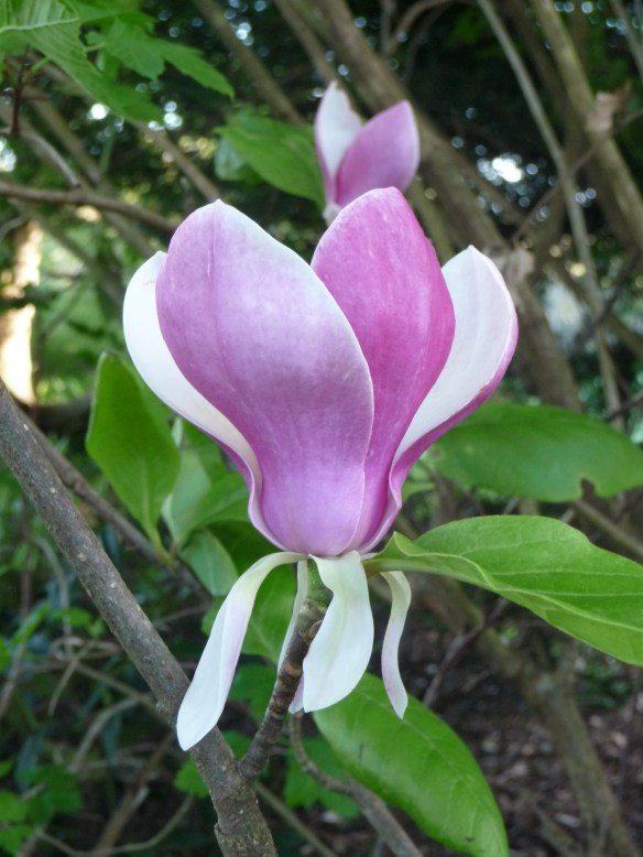 18.magnolia2