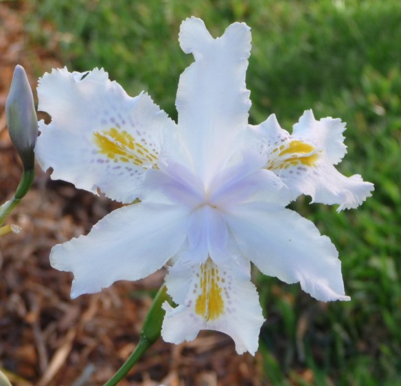 5.fairy iris