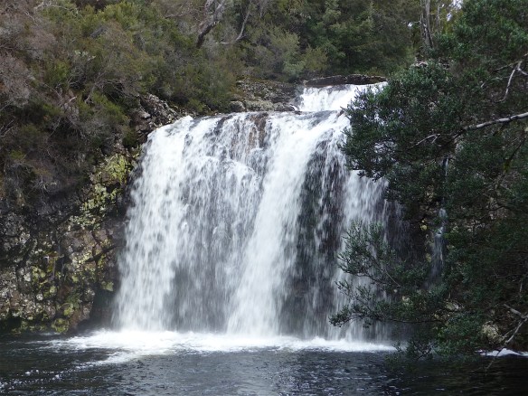 48.waterfalls (Pencil Pine)