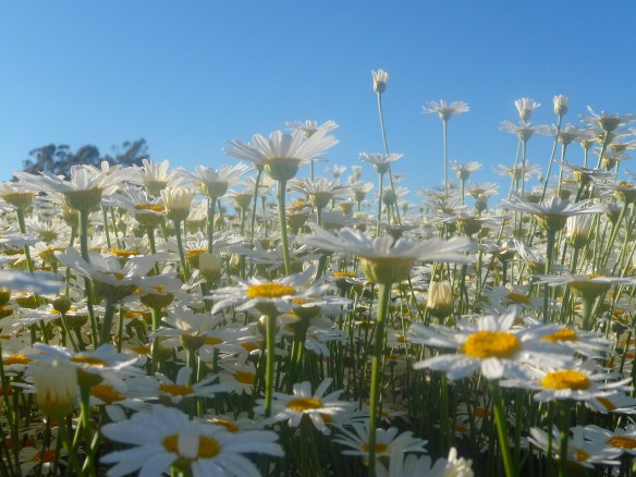 5.pyrethrum