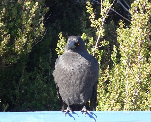9.currawong