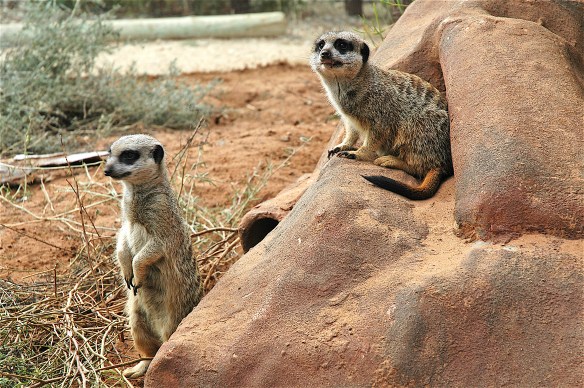 11.meerkats6