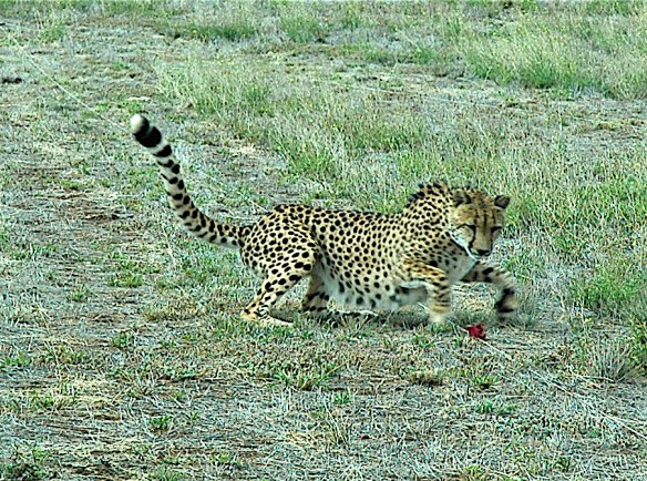 15.cheetah4