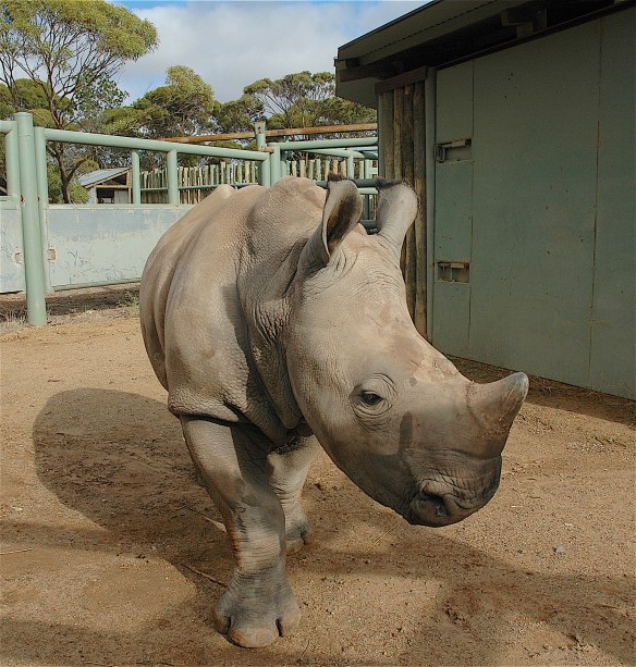 2.rhino baby
