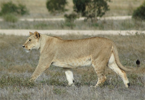 21.lioness1