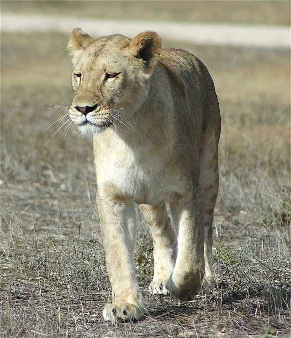 22.lioness2