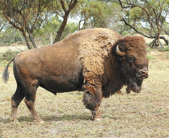 27.bison1