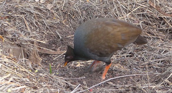 19.orange footed scrub fowl