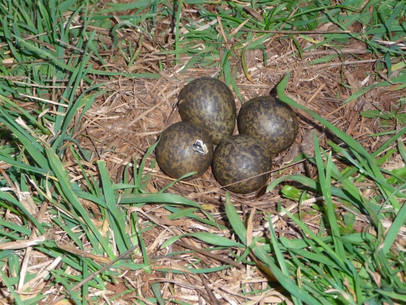 38.masked lapwing eggs1