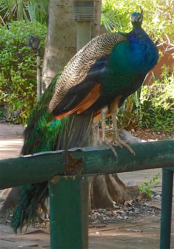 2.peacock