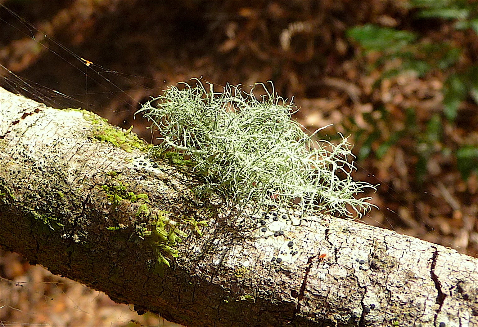 15.lichen