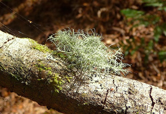 15.lichen