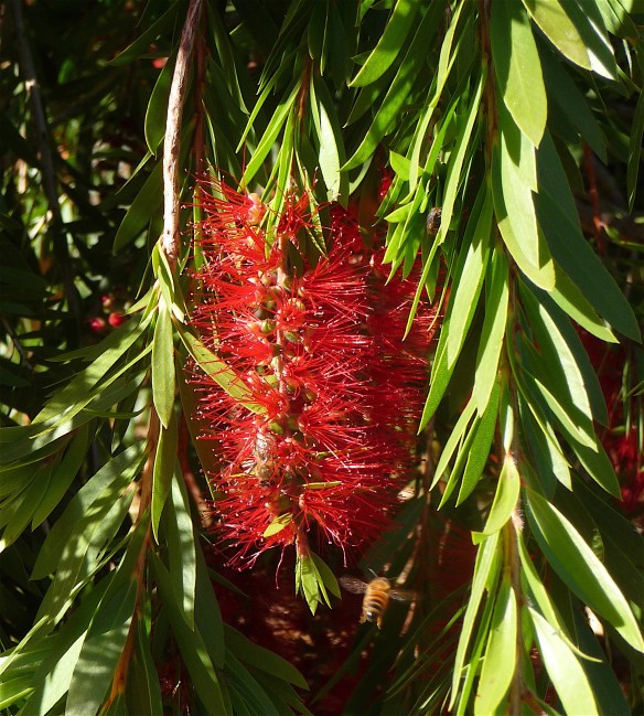 36.callistemon bee