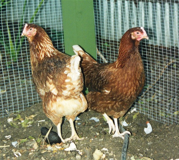 1.Satay &amp; Tandoori