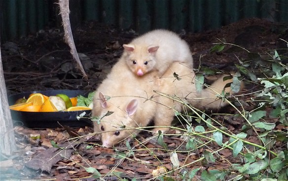 17.golden brushtail possum