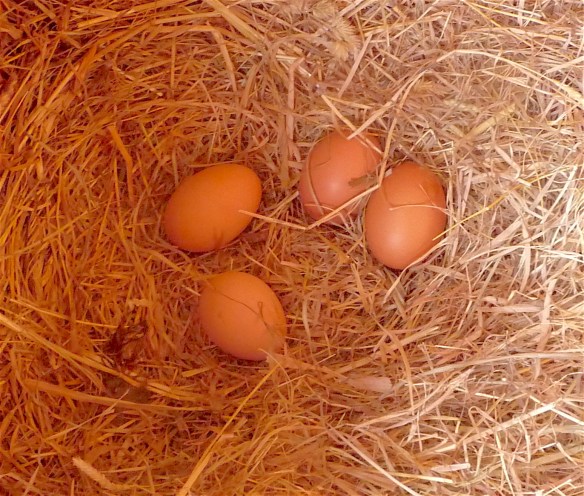 22.eggs