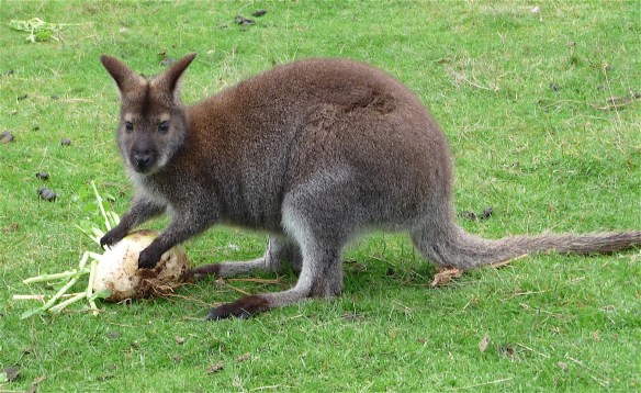 23.Bennett's wallaby1
