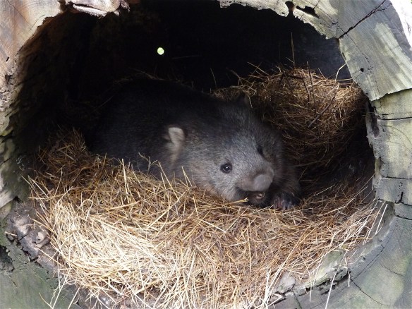 31.wombat1