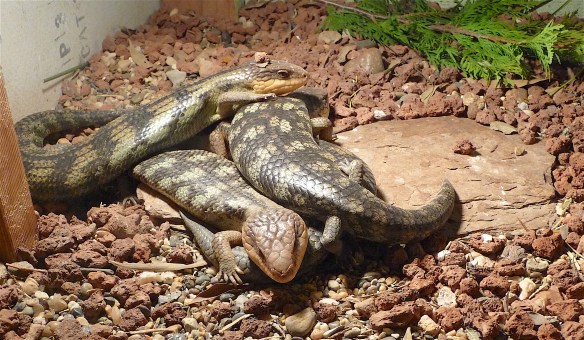 38.blotched blue tongues