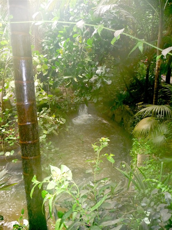 5.rainforest biome