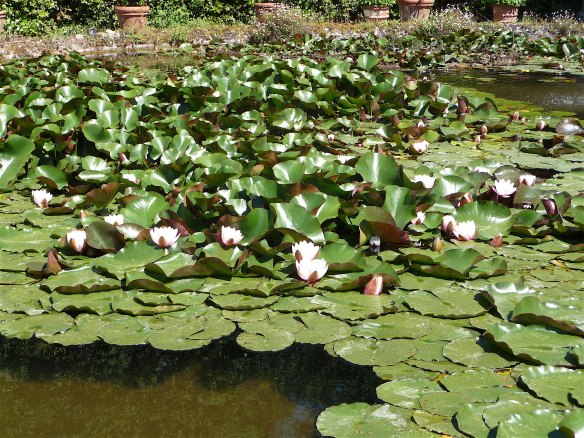 7.lily pond