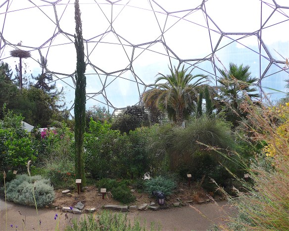 7.mediterranean biome