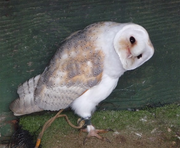 11.barn owl