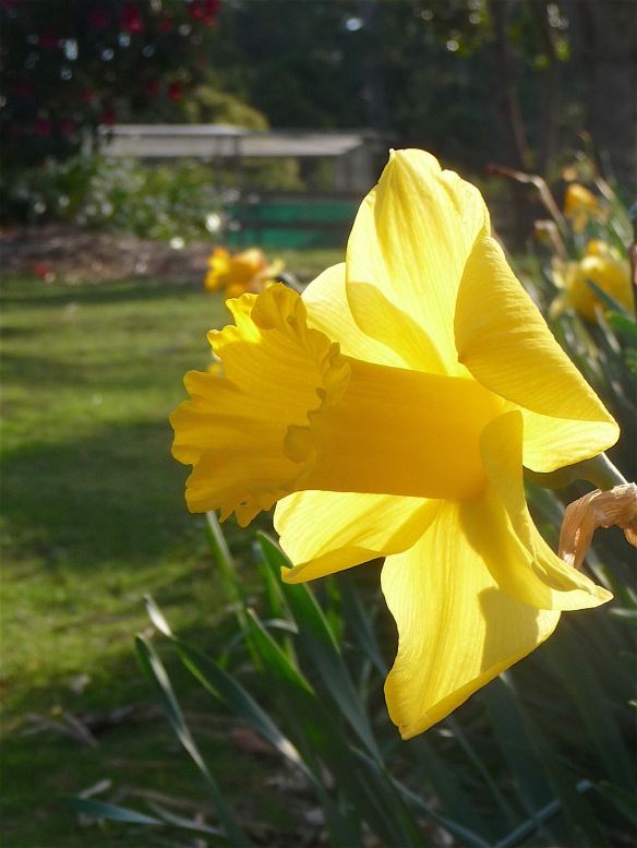 1-daffodil