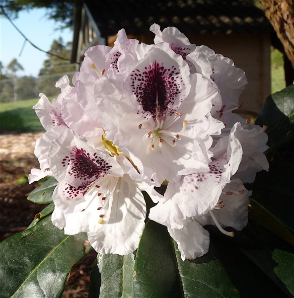 17-rhododendron