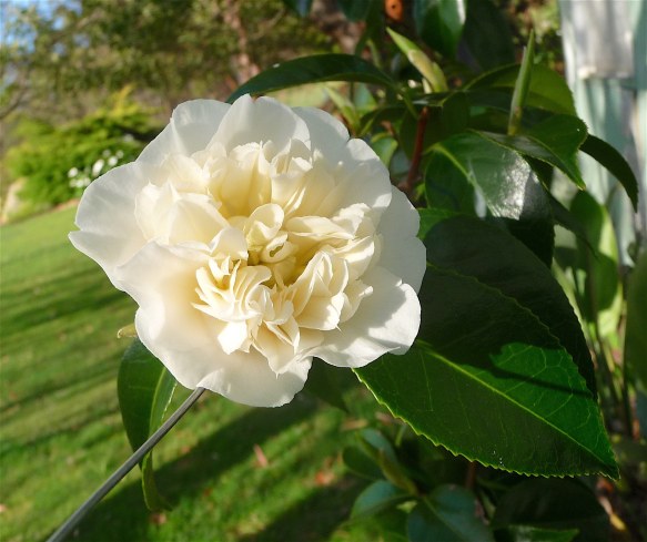 18-white-camellia