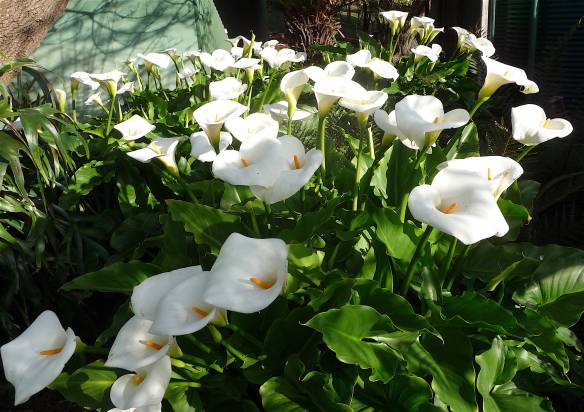 2-lilies