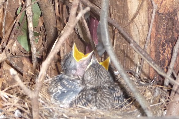 14b-baby-birds