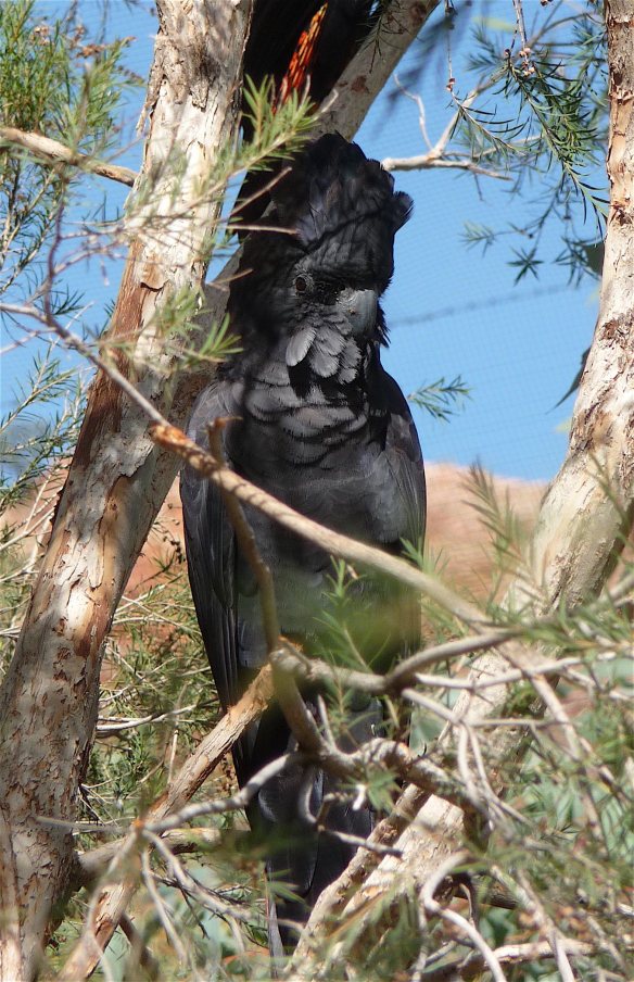 41-black-cockatoo