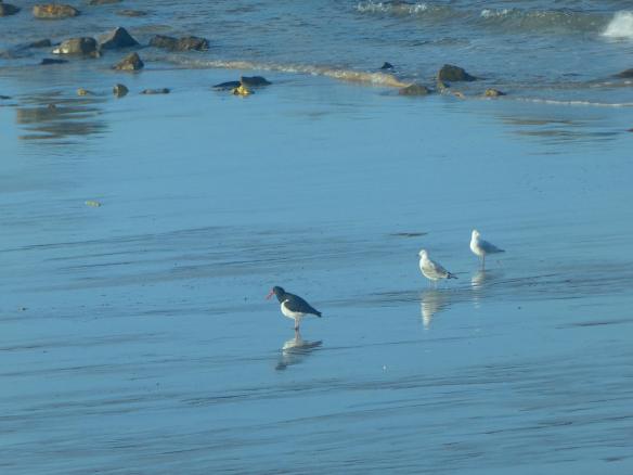 23-pied-oystercatcher