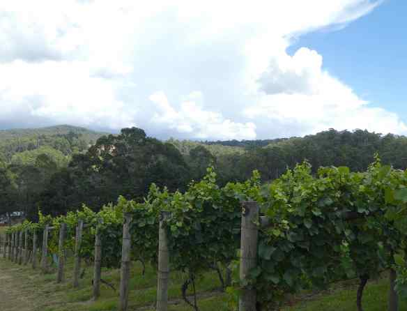 2-vineyard
