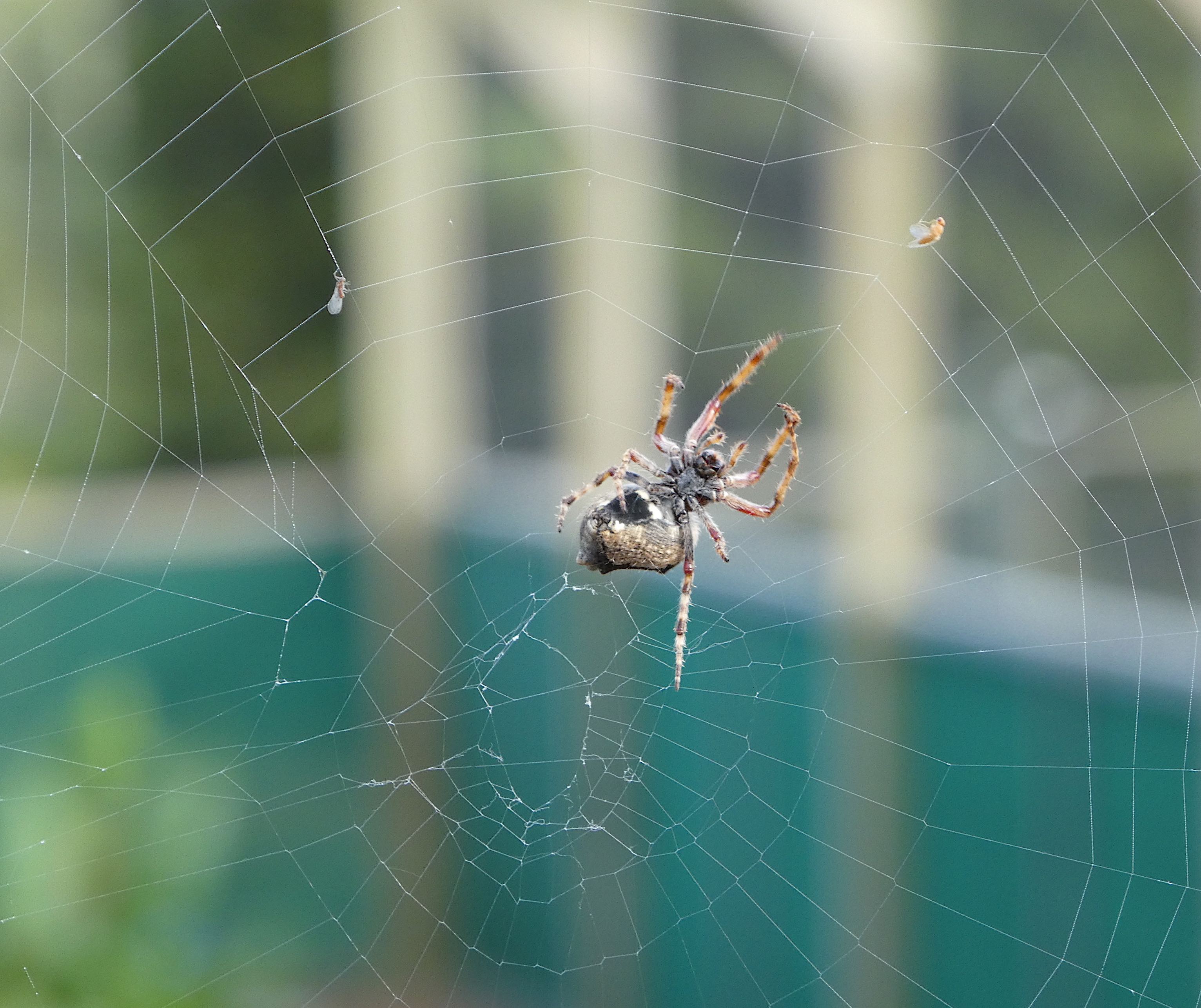 3-going-for-breakfast