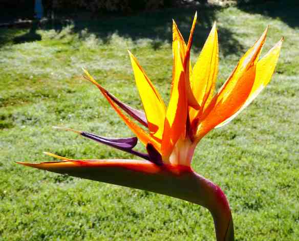 12.strelitzia