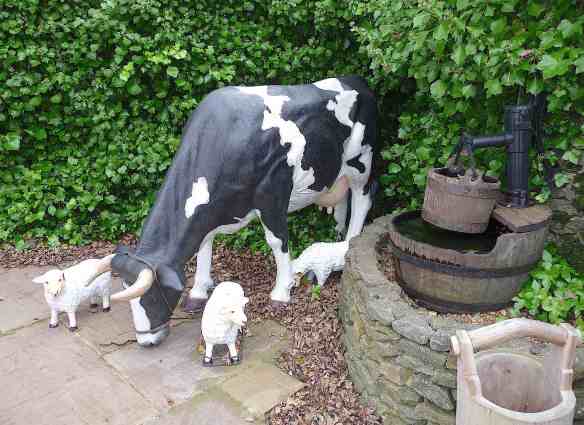 14.Wensleydale Heifer