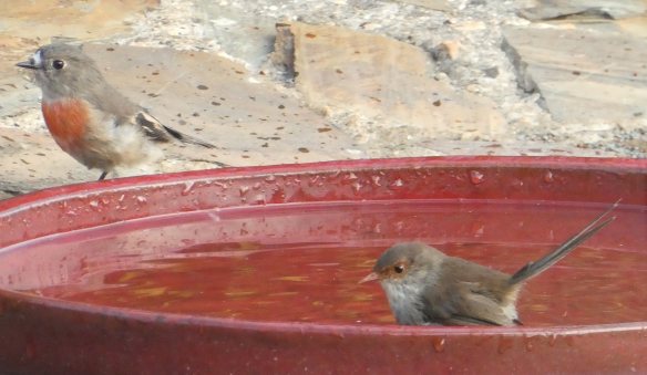 4.Scarlet Robin &amp; wren