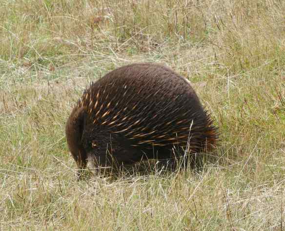 1.echidna