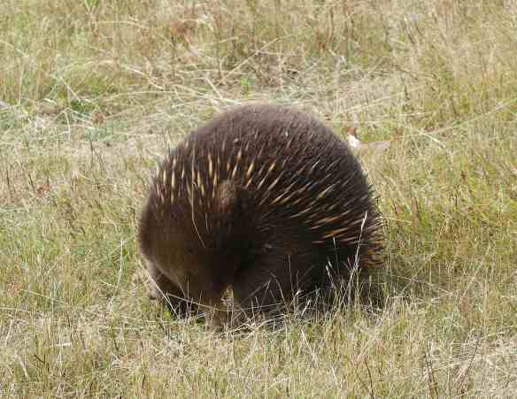 2.echidna
