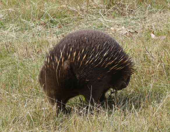 3.echidna