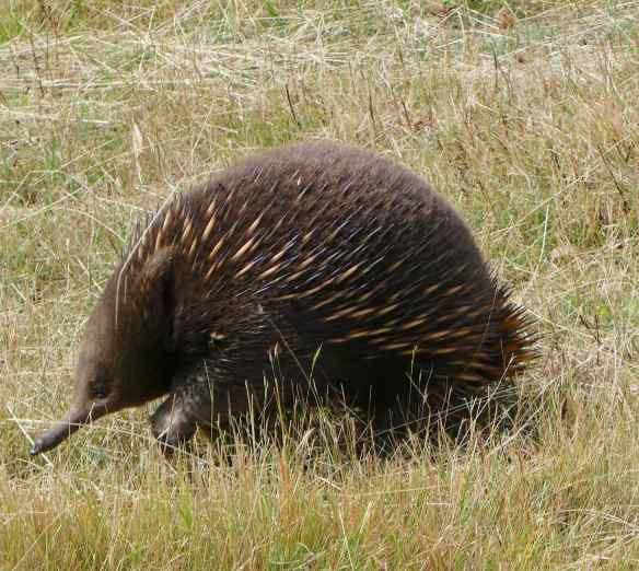 4.echidna