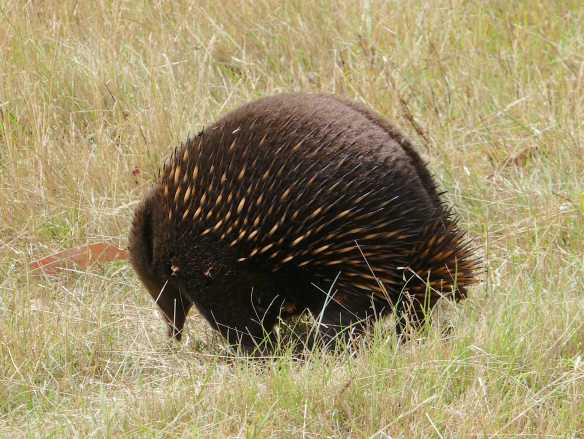 5.echidna